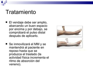 Tratamiento El vendaje debe ser amplio, abarcando un buen espacio por encima y por debajo, se comprobará el pulso distal después de aplicarlo. Se inmovilizará el MM y se mantendrá al paciente en reposo hasta que se produzca el traslado (la actividad física incrementa el ritmo de absorción del veneno). 