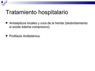 Tratamiento hospitalario Antisépticos locales y cura de la herida (desbridamiento si existe edema compresivo). Profilaxis Antitetánica. 