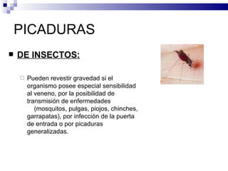 PICADURAS DE INSECTOS: Pueden revestir gravedad si el organismo posee especial sensibilidad al veneno, por la posibilidad de transmisión de enfermedades  (mosquitos, pulgas, piojos, chinches, garrapatas), por infección de la puerta de entrada o por picaduras generalizadas. 