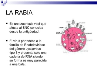 LA RABIA Es una zoonosis viral que afecta al SNC conocida desde la antigüedad. El virus pertenece a la familia de Rhabdoviridae del género Lyssavirus tipo 1 y presenta sólo una cadena de RNA siendo su forma es muy parecida a una bala. 