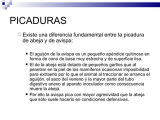 PICADURAS Existe una diferencia fundamental entre la picadura de abeja y de avispa: El aguijón de la avispa es un pequeño apéndice quitinoso en forma de cono de base muy estrecha y de superficie lisa. El de la abeja está dotado de pequeños garfios que al penetrar en la piel de los mamíferos ocasionan imposibilidad para extraerlo por lo que el animal al traccionar se arranca el aguijón, el saco del veneno y la mayor parte del tubo digestivo anexo al aparato inoculador como consecuencia muere la abeja. Por ello la avispa pica con mayor agresividad que la abeja que sólo suele hacerlo en condiciones defensivas. 