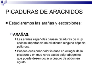 PICADURAS DE ARÁCNIDOS Estudiaremos las arañas y escorpiones: ARAÑAS: Las arañas españolas causan picaduras de muy escasa importancia no existiendo ninguna especia peligrosa. Pueden ocasionar dolor intenso en el lugar de la picadura y en muy raros casos dolor abdominal que puede desembocar a cuadro de abdomen agudo. 