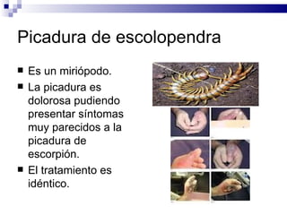 Picadura de escolopendra Es un miriópodo. La picadura es dolorosa pudiendo presentar síntomas muy parecidos a la picadura de escorpión. El tratamiento es idéntico. 