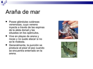 Araña de mar Posee glándulas cutáneas venenosas, cuyo veneno inyecta a través de las espinas de la aleta dorsal y las situadas en los opérculos. Vive en playas de arena y rocas y no suele atacar si no se le molesta. Generalmente, la punción se produce al pisar el pez cuando se encuentra enterrado en la arena. 