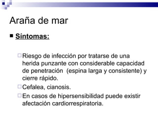Araña de mar Síntomas: Riesgo de infección por tratarse de una herida punzante con considerable capacidad de penetración  (espina larga y consistente) y cierre rápido. Cefalea, cianosis. En casos de hipersensibilidad puede existir afectación cardiorrespiratoria. 