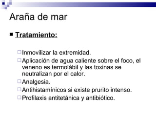 Araña de mar Tratamiento: Inmovilizar la extremidad. Aplicación de agua caliente sobre el foco, el veneno es termolábil y las toxinas se neutralizan por el calor. Analgesia. Antihistamínicos si existe prurito intenso. Profilaxis antitetánica y antibiótico. 