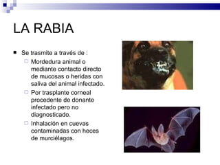 LA RABIA Se trasmite a través de : Mordedura animal o mediante contacto directo de mucosas o heridas con saliva del animal infectado. Por trasplante corneal procedente de donante infectado pero no diagnosticado. Inhalación en cuevas contaminadas con heces de murciélagos. 