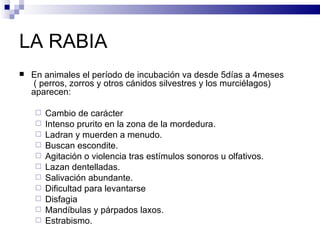 LA RABIA En animales el período de incubación va desde 5días a 4meses  ( perros, zorros y otros cánidos silvestres y los murciélagos) aparecen: Cambio de carácter Intenso prurito en la zona de la mordedura. Ladran y muerden a menudo. Buscan escondite. Agitación o violencia tras estímulos sonoros u olfativos. Lazan dentelladas. Salivación abundante. Dificultad para levantarse Disfagia Mandíbulas y párpados laxos. Estrabismo. 