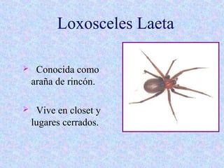 Mordedurasy picaduras | PPT