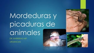 Mordeduras y
picaduras de
animales
DR. BARRERAS MIP
URGENCIAS

 