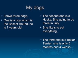 My dogs I have three dogs. One is a boy which is the Basset Hound, he is 7 years old. The second one is a Husky. She going to be three in July. She like’s to eat everything. The third one is a Boxer-Terrier, she is only 5 months and 4 weeks.  