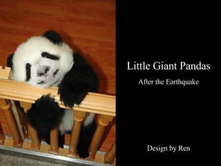 Little Giant Pandas After the Earthquake Design by Ren 