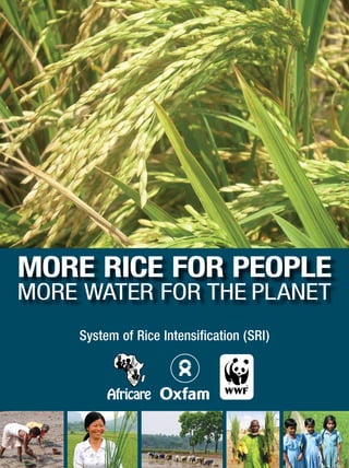 MORE RICE FOR PEOPLE
MORE WATER FOR THE PLANET
System of Rice Intensification (SRI)
 