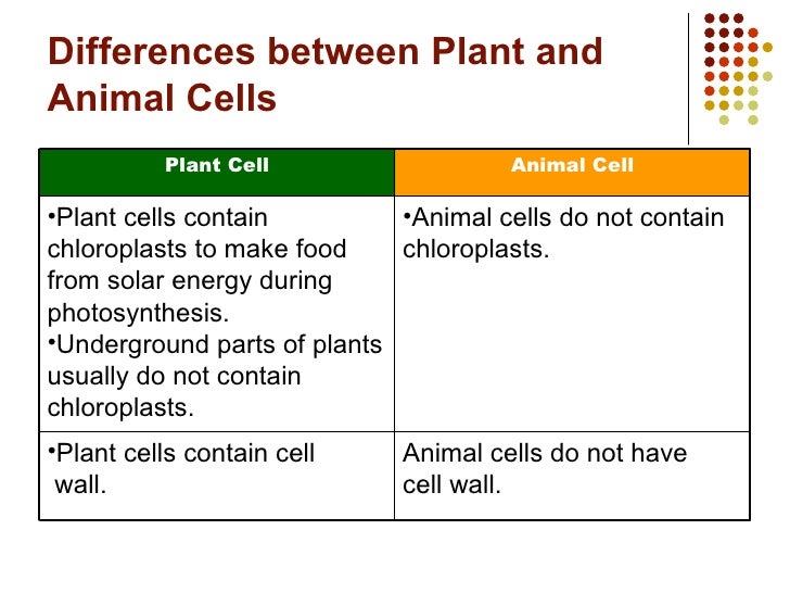 More About Parts Of Cell Sample Lesson