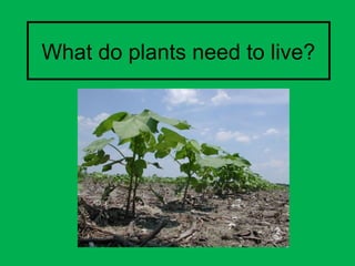 What do plants need to live?
 