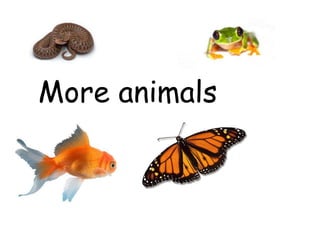 More Animals | PPT
