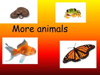 More animals
 