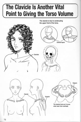 76
The Clavicle Is Another Vital
Point to Giving the Torso Volume
The clavicle is key to constructing
the upper front of the torso.
The clavicle forms an S-curve
when seen from overhead.
 