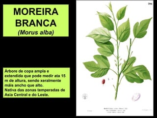 Árbore de copa ampla e 
extendida que pode medir ata 15 
m de altura, sendo xeralmente 
máis ancho que alto. 
Nativa das zonas temperadas de 
Asia Central e do Leste.
MOREIRA 
BRANCA
(Morus alba)
 