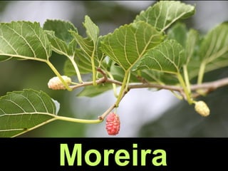 Moreira
 