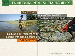 IRRI-AFRICARICE-CIAT MEETINGS