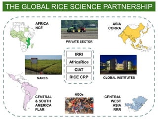 IRRI-AFRICARICE-CIAT MEETINGS