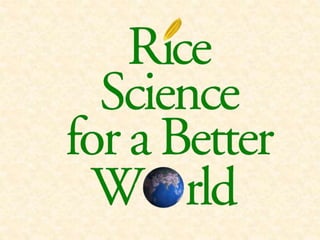 IRRI-AFRICARICE-CIAT MEETINGS