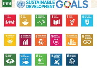 IRRI-AFRICARICE-CIAT MEETINGS