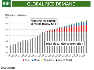 IRRI-AFRICARICE-CIAT MEETINGS