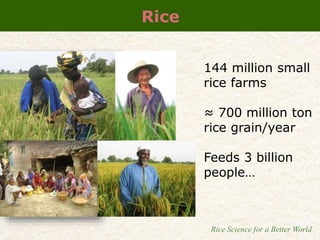 IRRI-AFRICARICE-CIAT MEETINGS