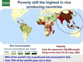 IRRI-AFRICARICE-CIAT MEETINGS