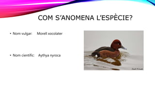 COM S’ANOMENA L’ESPÈCIE?
• Nom vulgar: Morell xocolater
• Nom científic: Aythya nyroca
 
