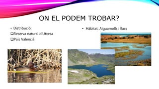 ON EL PODEM TROBAR?
• Distribució:
Reserva natural d’Utxesa
País Valencià
• Hàbitat: Aiguamolls i llacs
 