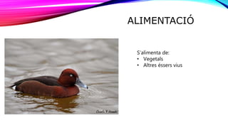 ALIMENTACIÓ
S’alimenta de:
• Vegetals
• Altres éssers vius
 