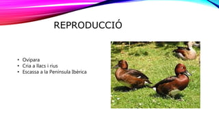 REPRODUCCIÓ
• Ovípara
• Cria a llacs i rius
• Escassa a la Península Ibèrica
 