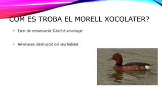 COM ES TROBA EL MORELL XOCOLATER?
• Estat de conservació: Gairebé amenaçat
• Amenaces: destrucció del seu hàbitat
 