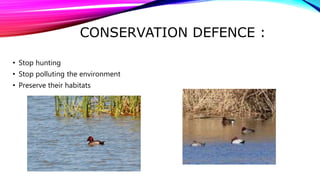 CONSERVATION DEFENCE :
• Stop hunting
• Stop polluting the environment
• Preserve their habitats
 