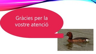 Gràcies per la
vostre atenció
 