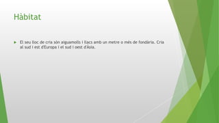 Hàbitat
 El seu lloc de cria són aiguamolls i llacs amb un metre o més de fondària. Cria
al sud i est d'Europa i el sud i oest d'Àsia.
 