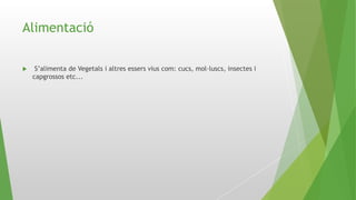 Alimentació
 S’alimenta de Vegetals i altres essers vius com: cucs, mol·luscs, insectes i
capgrossos etc...
 