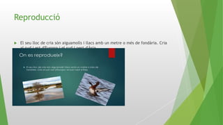 Reproducció
 El seu lloc de cria són aiguamolls i llacs amb un metre o més de fondària. Cria
al sud i est d'Europa i el sud i oest d'Àsia.
 