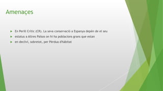 Amenaçes
 En Perill Crític (CR). La seva conservació a Espanya depèn de el seu
 estatus a Altres Països on hi ha poblacions grans que estan
 en declivi, sobretot, per Pèrdua d'hàbitat
 