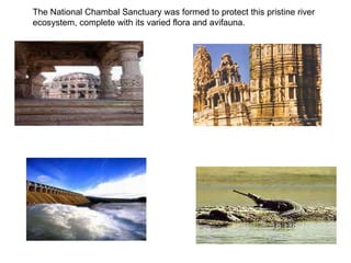 The National Chambal Sanctuary was formed to protect this pristine river ecosystem, complete with its varied flora and avifauna.  