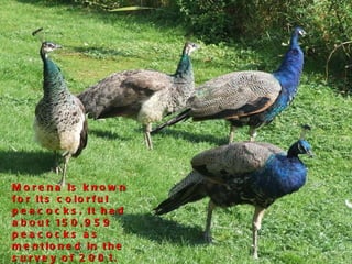 Morena is known for its colorful peacocks. It had about 150,959 peacocks as mentioned in the survey of 2001.  