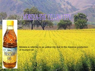 MORENA-THE YELLOW CITY Morena is referred to as yellow city due to the massive production of mustard oil. 