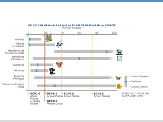 0
VELOCIDAD MEDIA DEL
CLIMA 2050-2090
Insectos
Fitófagos
Primates
Mamíferos
Carnívoros
Mamíferos de
Pezuña Hendida
Árboles
Plantas
Herbáceas
Roedores
Moluscos de Agua
Dulce
10080604020
RCP2.6
Áreas
Planas
y Media
Global
RCP8.5
Media Global
RCP4.5
Áreas Planas
RCP6.0
Áreas Planas
RCP8.5
Áreas Planas
Límite Superior
Mediana
Límite Inferior
VELOCIDAD MÁXIMA A LA QUE LA SE PUEDE DESPLAZAR LA ESPECIE
(km por década)
 