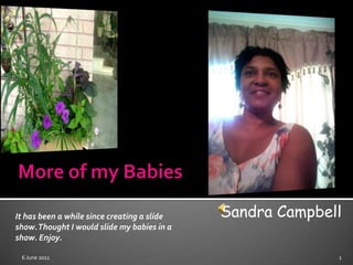 More of my Babies 5 June 2011 1 Sandra Campbell It has been a while since creating a slide show. Thought I would slide my babies in a show. Enjoy. 