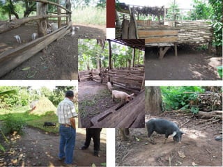 More pork and less parasites: A farm to fork approach for assessment and management of pork meat associated diseases in Uganda