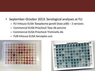 More pork and less parasites: A farm to fork approach for assessment and management of pork meat associated diseases in Uganda