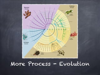 More Process - Evolution
 